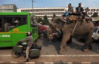 Преди 10 години в Делхи въвеждат правила за движението на слоновете заради задръстванията